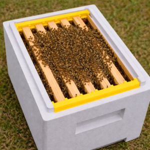 Essaim hiverné dans ruchette polystyrène