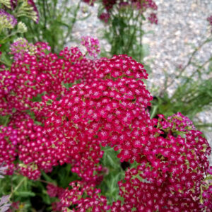 Achillée Summerwine