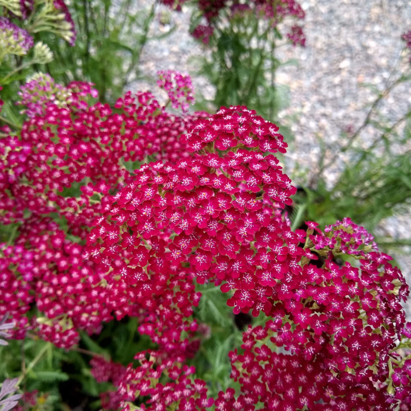 You are currently viewing Achillée Summerwine