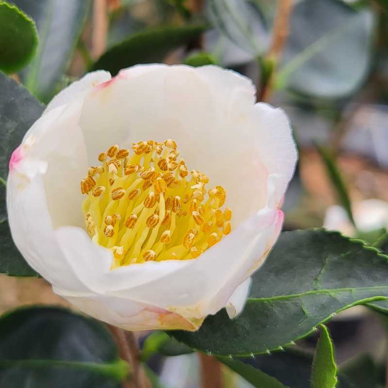 You are currently viewing Camellia Sasanqua