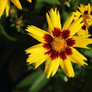 Lire la suite à propos de l’article Coreopsis grandiflora ‘Sunkiss’