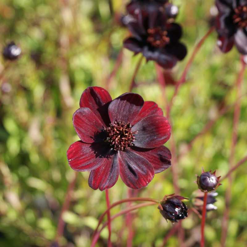 You are currently viewing Cosmos Chocolat