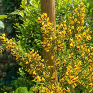 Lire la suite à propos de l’article Cytisus scoparius ‘Andreanus’