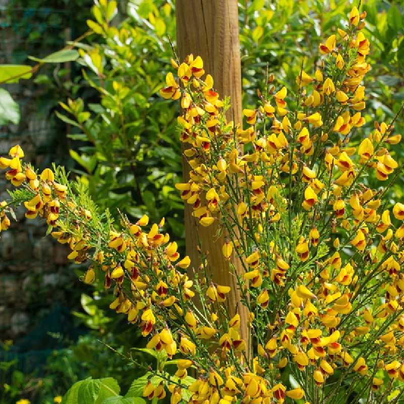 You are currently viewing Cytisus scoparius ‘Andreanus’