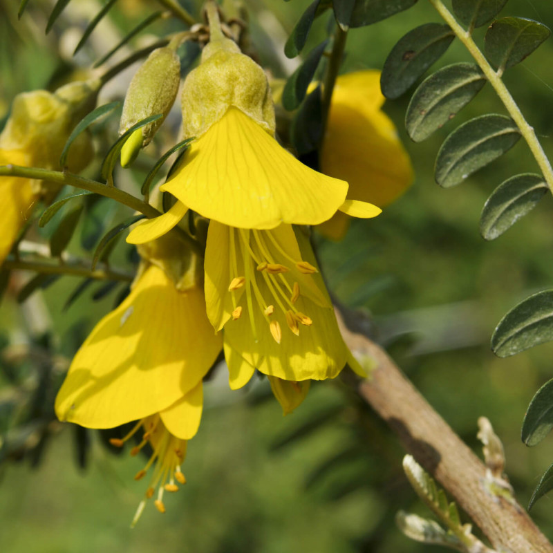 You are currently viewing Sophora japonica