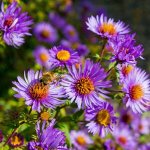 Asters d’Automne