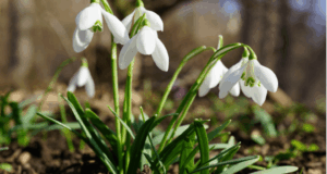 Lire la suite à propos de l’article Perce-neige