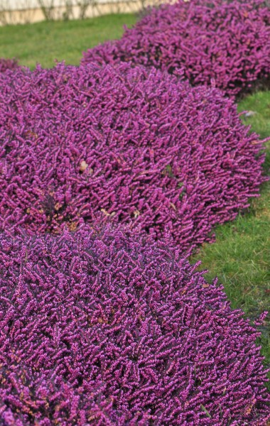 You are currently viewing Bruyère de Darley