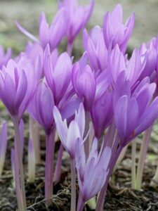 Lire la suite à propos de l’article Colchique d’Automne