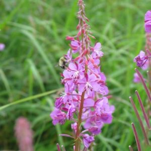 Epilobe à feuilles étroites