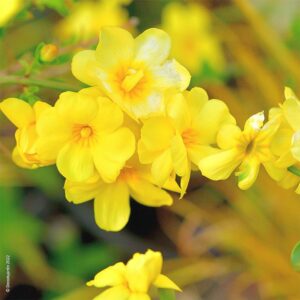 Lire la suite à propos de l’article Jasmin d’hiver