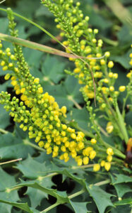 Lire la suite à propos de l’article Mahonia hybride