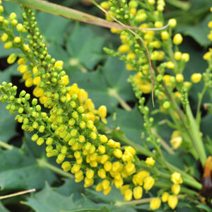 Mahonia hybride
