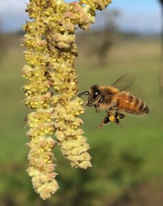 Lire la suite à propos de l’article Noisetier