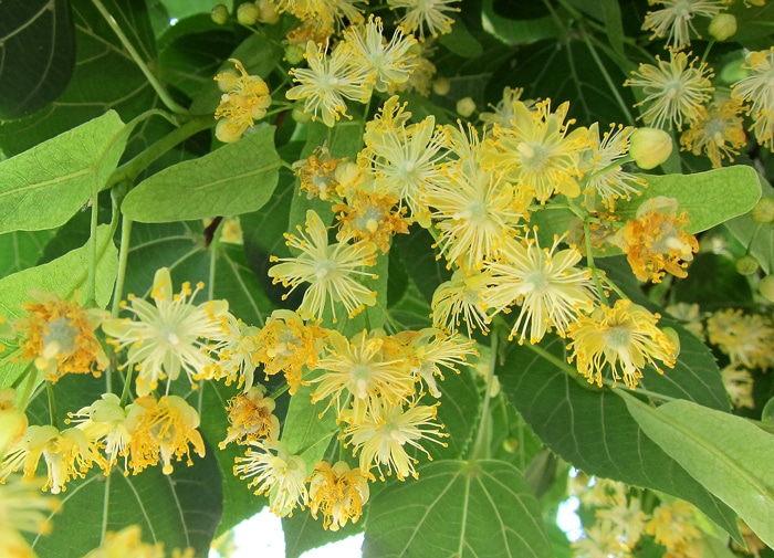 You are currently viewing Tilleul