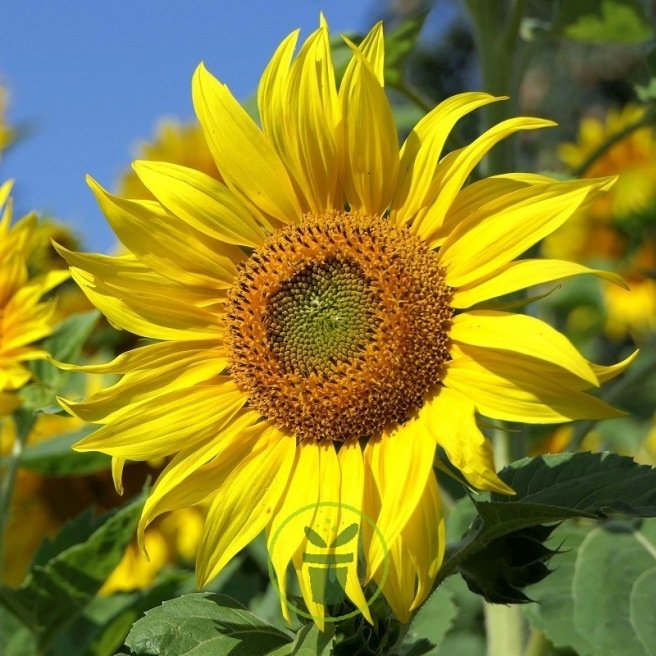 You are currently viewing Tournesol