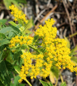 Lire la suite à propos de l’article Verge d’or