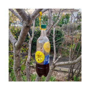 Piège bouteille par 6