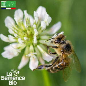 Sachet fleurs mellifères