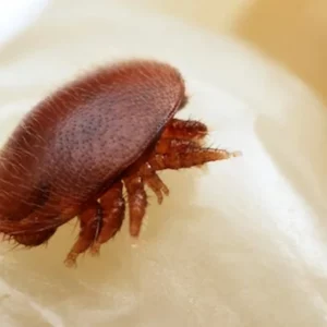 Le Varroa Destructor